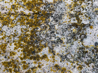 texture of stone with yellow lichen close up