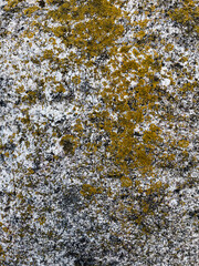 texture of stone with yellow lichen close up