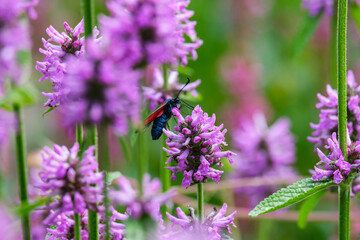 butterfly on lavender