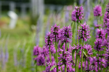 Naklejka premium lavender field region