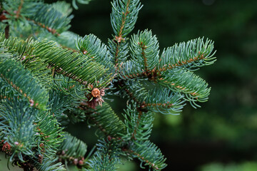 close up of pine needles