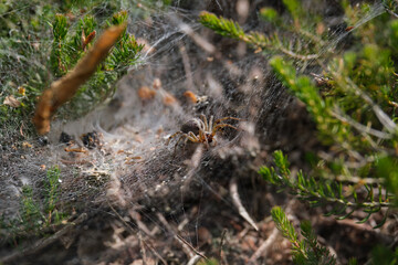 spider on the web