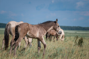 Obraz na płótnie Canvas Belarusian draft horses graze on a summer field.
