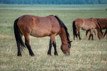 Fototapeta na wymiar Belarusian draft horses graze on a summer field.