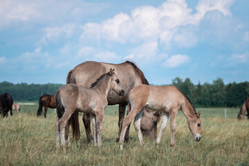 Belarusian draft horses graze on a summer field.