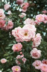 Beautiful bush of blooming pink vintage roses in the garden.