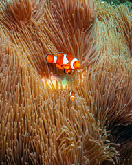 Sea anemones with Tomato Clownfsh