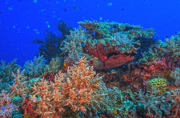 Obraz na płótnie Canvas Coral reef South Pacific,Bali