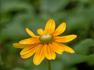 Shakespeare Garden in Central Park