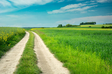 Fototapeta na wymiar Dirt road through green fields and blue sky, June day, eastern Poland