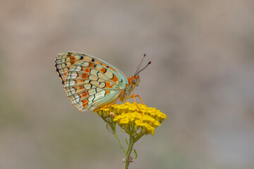 big butterfly on yellow flower, Niobe Fritillary, Argynnis niobe
