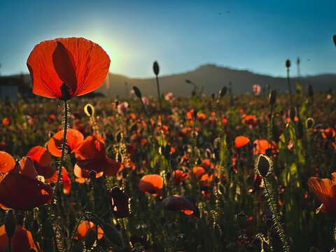 Mohnbl&uuml;te / Germerode