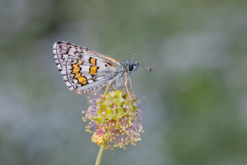 butterfly in yellow colors on dry weed, Yellow-banded Skipper, Pyrgus sidae