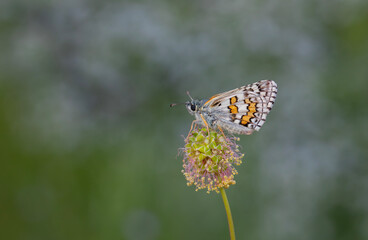 butterfly in yellow colors on dry weed, Yellow-banded Skipper, Pyrgus sidae