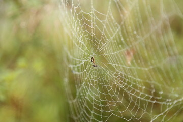spider on web