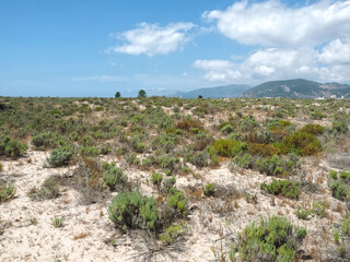 Beautiful nature with dunes and plants in Troia Peninsula Portugal