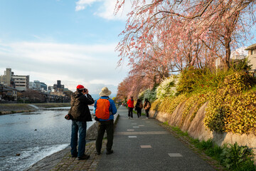 Obraz premium Tourists enjoying cherry blossom along Kamo River in Kyoto Prefecture. Japan.