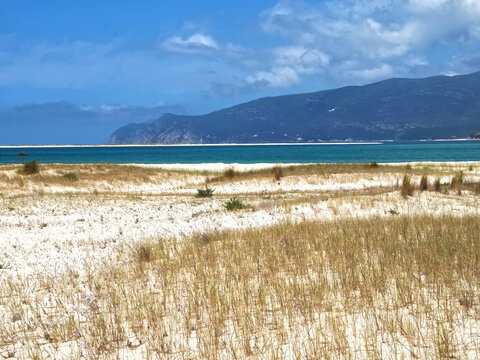 Beautiful nature with dunes and plants in Troia Peninsula Portugal