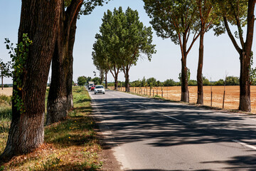 Asphalt road bordered by large trees.