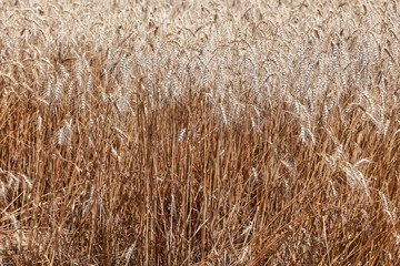 Wheat in the field in July.