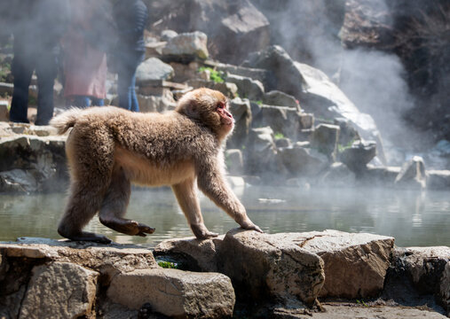 Japanese Macaque monkey walking by the hot spring. Steam drifting around and unrecognizable tourists standing by the hot spring. Snow monkey park, Nagano, Japan.