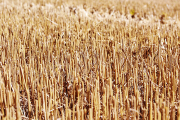 Wheat in the field in July.