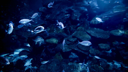 View from the sea bottom on school of fish swimming beneath sea surface. Abstract underwater background or backdrop