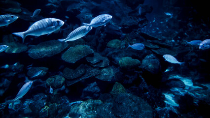 Big school of fishes swimming in cold ocean water between cliffs and rocks on sea bed. Abstract...