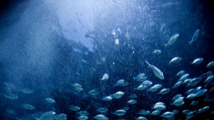 Air bubbles floating up on sea surface. Fishes and sharks swimming in ocean. Abstract underwater...