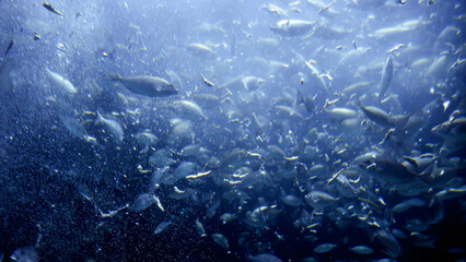 View from the sea bottom on fish being fed with special food, plankton and meat remains in zoo...