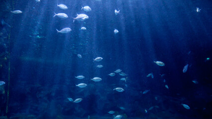 Sun shining through sea water surface on fishes swimming at ocean bottom. Abstract underwater background or backdrop