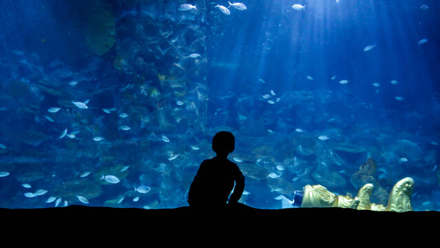 Silhouette of boy looking on fishes and big wall size aquarium. 23rd of March, 2023, Istanbul, Turkey, Sea Life Aquarium