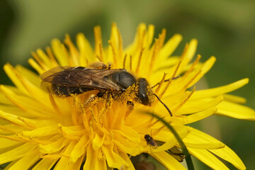 Closeup on a female Furrow bee on a yellow dandelion in North Oregon