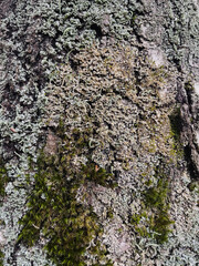 bark of a tree close up texture