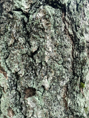 bark of a tree close up texture
