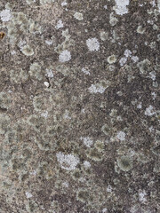 texture of stone close up