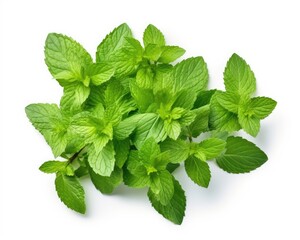 Mint leaf on white background. Fresh raw mint leaves isolated. Full depth of field. Generative AI