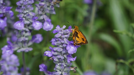 A kaleidoscope of colors unfolds as the butterfly perches on the lavender, a testament to the...