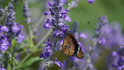 A splash of vibrant colors dances upon the lavender canvas as the butterfly captures the essence of floral beauty.