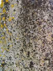 yellow lichen on stone close up texture