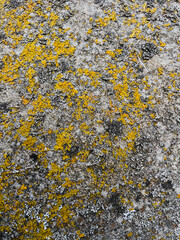 yellow lichen on stone