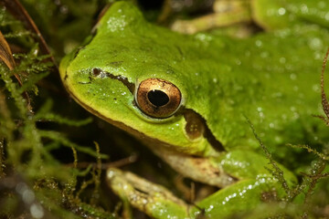 Closeup on a cute green, Pacific treefrog, Pseudacris regilla, sitting on moss in north Oregon