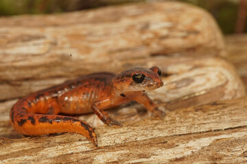 Closeup on a colorful red Ensatina eschscholtzii salamander from North California sitting on wood