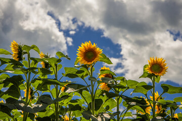 A field of sunflowers before harvest.