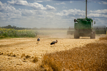 Herons and combine harvester on mown stubble