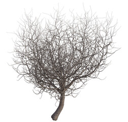 Winter tree with bare branches illustration