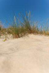 Sand dunes and grass over the Baltic Sea at sunny day. Beautiful summer landscape with sea view. Hel, Poland