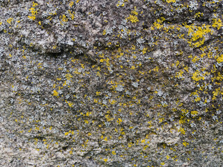 yellow lichen on stone