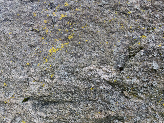 yellow lichen on stone