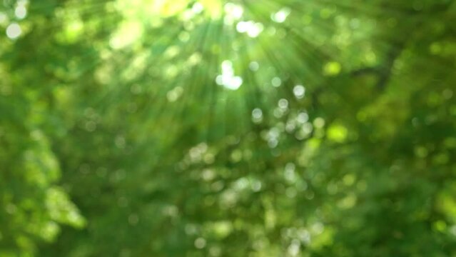 sun beams with bright defocused lights bokeh in a blurred spring forest, natural real springtime or summer background concept with green trees from below